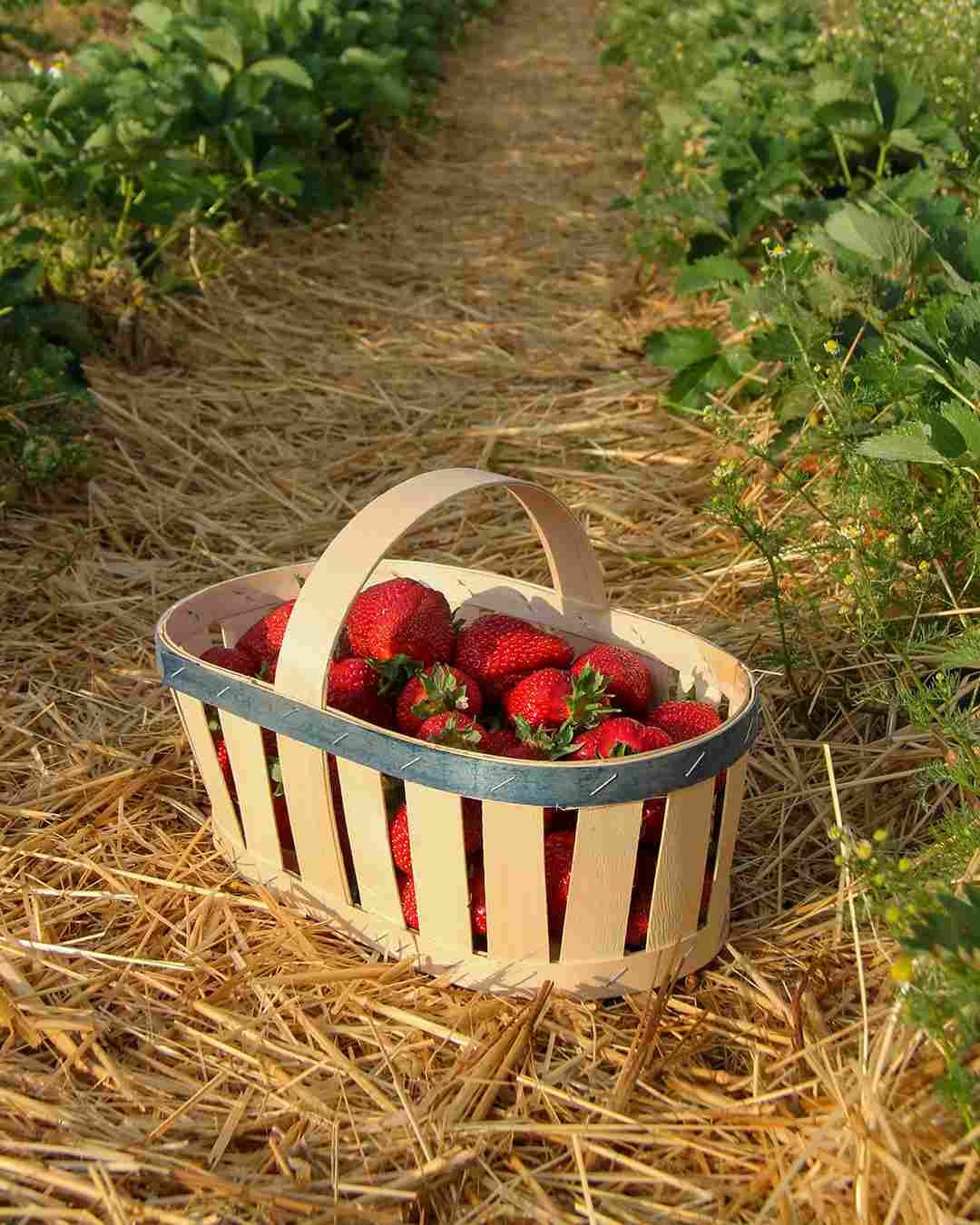 Libre cueillette de fraises au Verger Potager de Bailleul-sur-Thérain